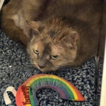 Domestic Short Hair Cats Available for Adoption in Gloucester, Virginia - Lulu | PetCurious
