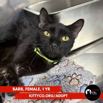 Barb -  Domestic Short Hair Cat Available for Adoption in Bridgeville, Pennsylvania - Barb | PetCurious