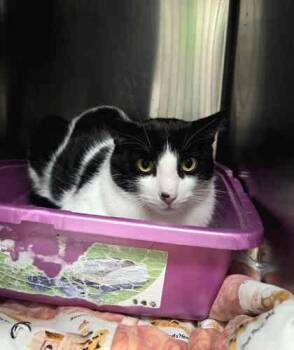 Rescue Domestic Short Hair Cats for Adoption in Appleton, Wisconsin - Barney | PetCurious