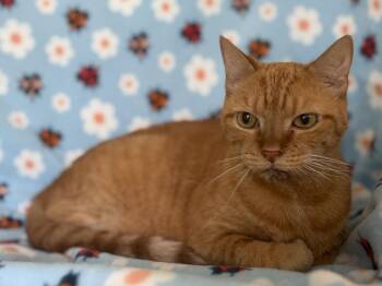 Nemo -  Domestic Short Hair Cat Available for Adoption in Oviedo, Florida - Nemo | PetCurious
