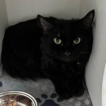 Jackson -  Domestic Medium Hair Cat for Adoption in Sarasota, Florida - Jackson | PetCurious
