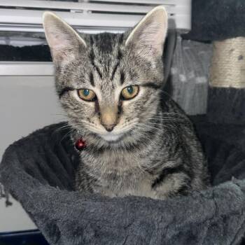 Rescue Domestic Medium Hair Cats for Adoption in Marysville, Ohio - Juice | PetCurious