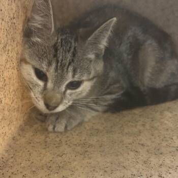 Bonnie -  Domestic Short Hair Cat for Adoption in Philadelphia, Pennsylvania - Bonnie | PetCurious