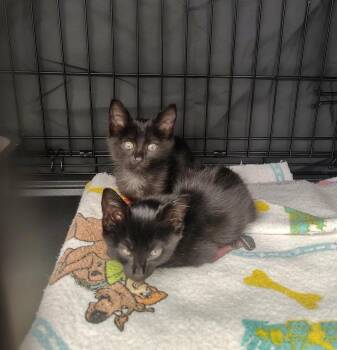 Russell -  Domestic Short Hair Cat for Adoption in Logan, Utah - Russell | PetCurious