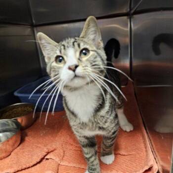 Fig -  Domestic Short Hair Cat for Adoption in Burlington, Iowa - Fig | PetCurious