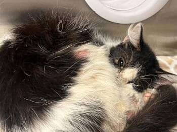 BEE -  Domestic Short Hair Cat for Adoption in Tustin, California - BEE | PetCurious