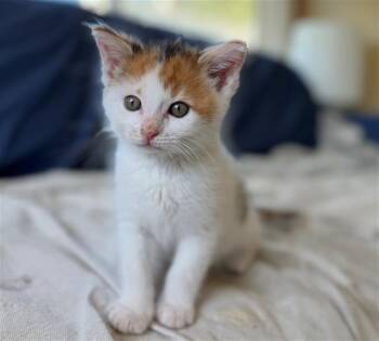 Domestic Short Hair Cats Available for Adoption in Santa Clara, California - CHUCKLES | PetCurious