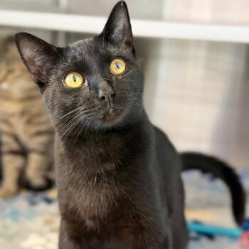 Domestic Short Hair Cats Available for Adoption in Madisonville, Tennessee - Kanga | PetCurious