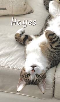 Hayes -  Domestic Short Hair Cat Available for Adoption in Redondo Beach, California - Hayes | PetCurious