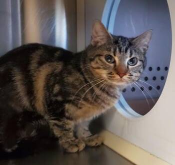 Domestic Short Hair Cats Available for Adoption in Kansas City, Missouri - Benezia | PetCurious