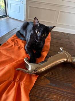 Baby Jane Doe -  Domestic Short Hair Cat for Adoption in Stafford, Virginia - Baby Jane Doe | PetCurious