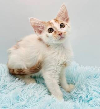 Tetia -  Domestic Long Hair and Oriental Long Hair Cat for Adoption in Covington, Louisiana - Tetia | PetCurious