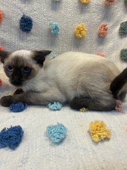 New Balance -  Siamese Cat for Adoption in Denham Springs, Louisiana - New Balance | PetCurious