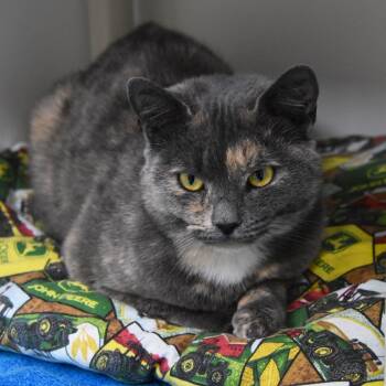 Rescue Domestic Short Hair Cats for Adoption in Columbus, North Carolina - Tori | PetCurious