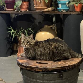 Domestic Short Hair Cats Available for Adoption in Walker, Michigan - Legend | PetCurious