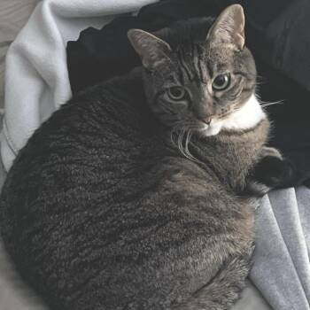 Skye -  Domestic Short Hair Cat for Adoption in Philadelphia, Pennsylvania - Skye | PetCurious