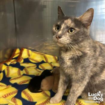 Domestic Short Hair Cats Available for Adoption in Washington, District Of Columbia - Joan | PetCurious