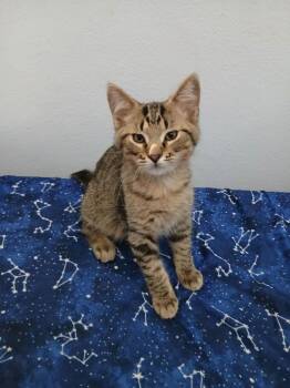 Mufasa -  Domestic Short Hair Cat for Adoption in St. Cloud, Minnesota - Mufasa | PetCurious