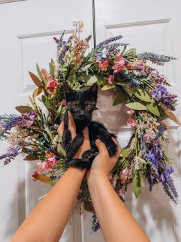 Pebble -  Domestic Short Hair Cat for Adoption in Goodyear, Arizona - Pebble | PetCurious