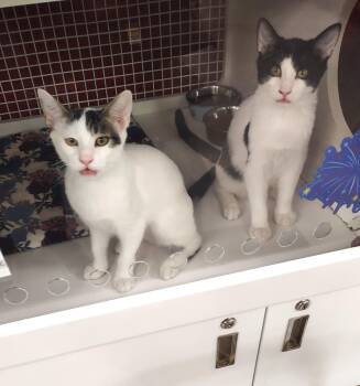 Enoch & Silas -  Domestic Short Hair Cat for Adoption in Golden Valley, Arizona - Enoch & Silas | PetCurious