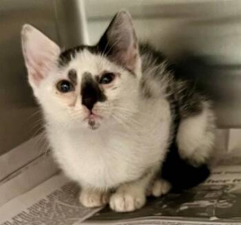 A655897 -  Domestic Short Hair Cat for Adoption in Houston, Texas - A655897 | PetCurious