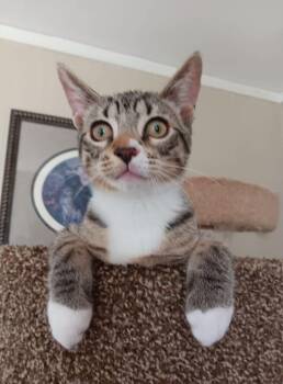 Sid -  Domestic Short Hair Cat for Adoption in Broomall, Pennsylvania - Sid | PetCurious