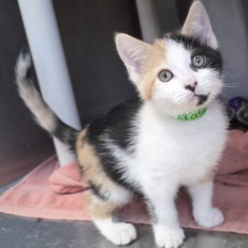 Patay -  Domestic Short Hair Cat Available for Adoption in Fort Wayne, Indiana - Patay | PetCurious