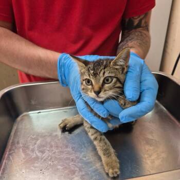 Marlowe -  Domestic Short Hair Cat for Adoption in Birmingham, Alabama - Marlowe | PetCurious