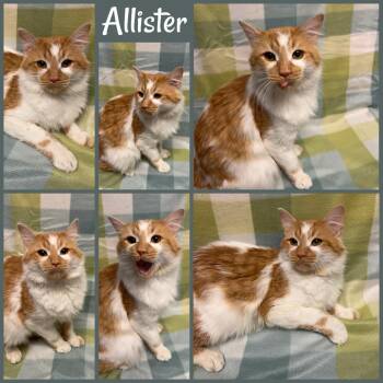 Domestic Medium Hair Cats Available for Adoption in Naperville, Illinois - Allister | PetCurious