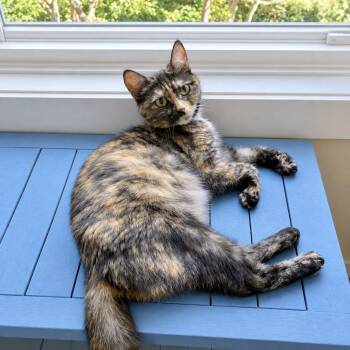 Dolly -  Tortoiseshell Cat for Adoption in Bethel, Connecticut - Dolly | PetCurious