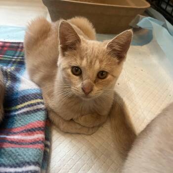 Rescue Domestic Short Hair Cats for Adoption in Mineral Point, Wisconsin - Zipper | PetCurious