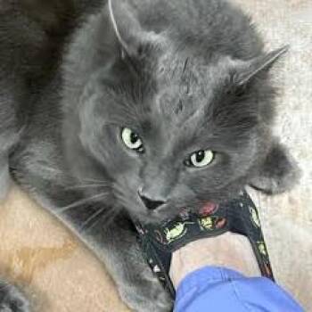 Tonka--aka Tucker -  Domestic Long Hair Cat for Adoption in Green Valley, Arizona - Tonka--aka Tucker | PetCurious