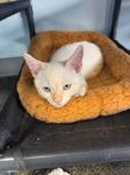 Bronze -  Domestic Short Hair Cat for Adoption in Chico, California - Bronze | PetCurious