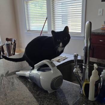 Domestic Short Hair Cats Available for Adoption in Mooresville, North Carolina - Heather | PetCurious
