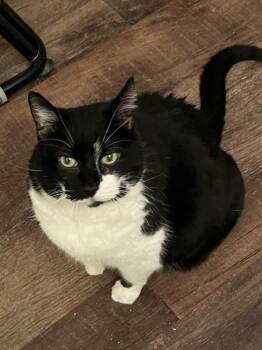 Louise -  Domestic Short Hair Cat Available for Adoption in Hoffman Estates, Illinois - Louise | PetCurious