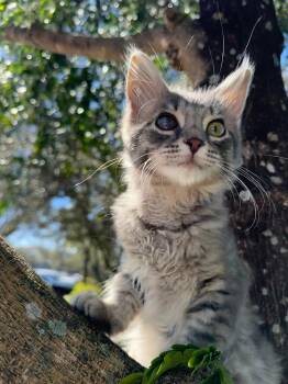 Domestic Long Hair Cats Available for Adoption - Lala | PetCurious