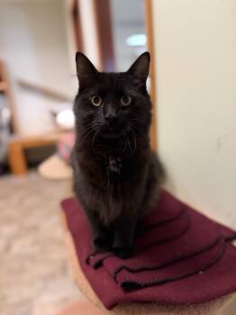 Mr. Chill -  Domestic Long Hair Cat for Adoption in Mineral Point, Wisconsin - Mr. Chill | PetCurious