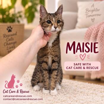 Maisie -  Domestic Short Hair Cat for Adoption in Chicago, Illinois - Maisie | PetCurious