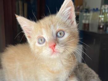 Domestic Short Hair Cats Available for Adoption in Newaygo, Michigan - Bojangles | PetCurious