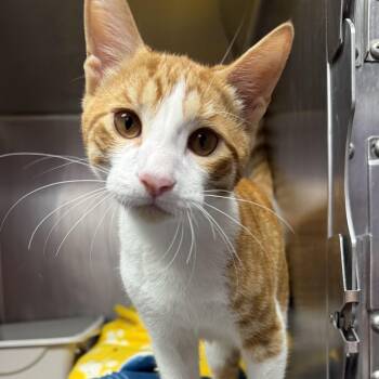 Quinn -  Domestic Short Hair Cat for Adoption in Clifton, New Jersey - Quinn | PetCurious