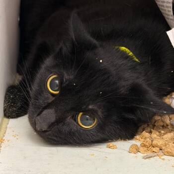 Panther (5) -  Domestic Short Hair Cat for Adoption in Marshall, Texas - Panther (5) | PetCurious