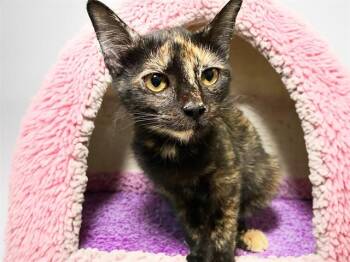 TALIA -  Domestic Short Hair Cat for Adoption in Fort Lauderdale, Florida - TALIA | PetCurious