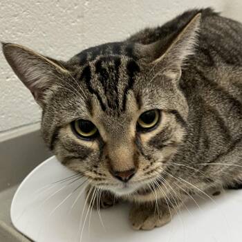 Domestic Short Hair Cats Available for Adoption - Michelangelo - Chow Hound Knapp