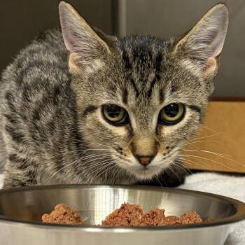 Emmy -  Domestic Short Hair Cat for Adoption in Nashville, Tennessee - Emmy | PetCurious