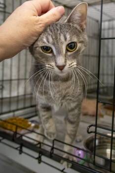 Tabby Cats Available for Adoption in Greenville, Delaware - Jewel (FCID# 04/27/2026 - 17 Trainer) | PetCurious