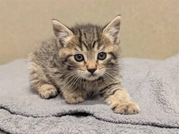Domestic Short Hair Cats Available for Adoption in Moreno Valley, California - A551055 | PetCurious