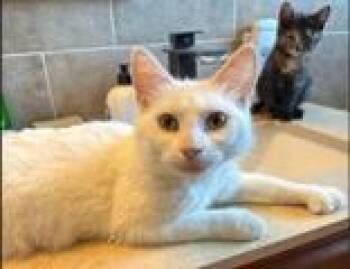 Elsa (polydactyl & bonded with Piper) -  Domestic Short Hair Cat for Adoption in Pickering, Ontario - Elsa (polydactyl & Bonded With Piper) | PetCurious