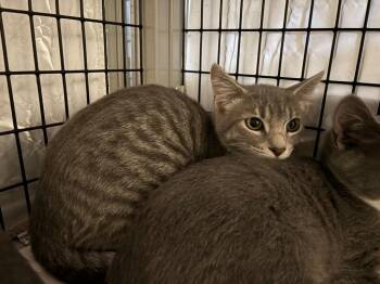 Piri-Piri -  Domestic Short Hair Cat for Adoption in Raleigh, North Carolina - Piri-Piri | PetCurious
