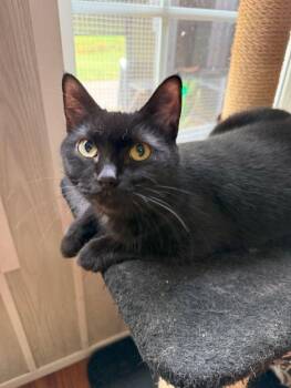 Rescue Domestic Short Hair Cats for Adoption in Ona, West Virginia - Sabrina | PetCurious