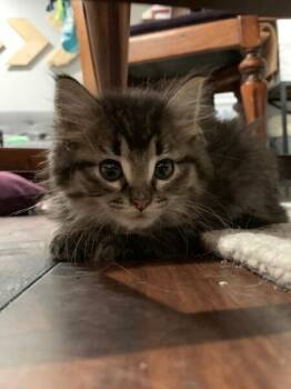 Chad -  Domestic Short Hair Cat for Adoption in Dayton, Minnesota - Chad | PetCurious